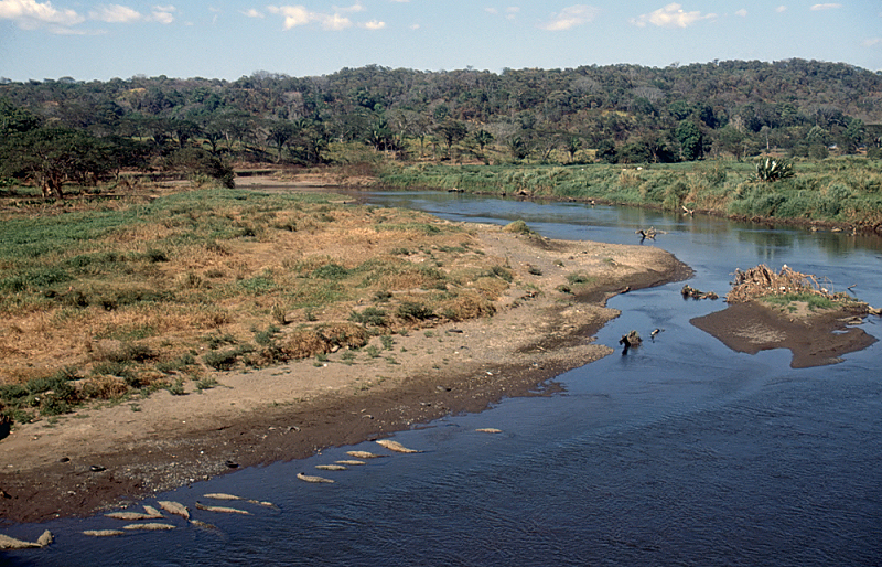 42_Rivier met Kaaimannen.jpg